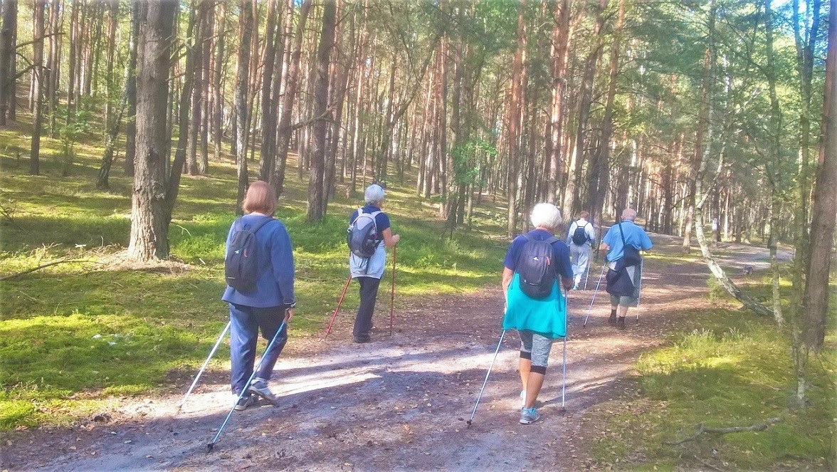 Fitness dla seniorów. Grupa seniorów maszeruje z kijkami, nordic walking w lesie.